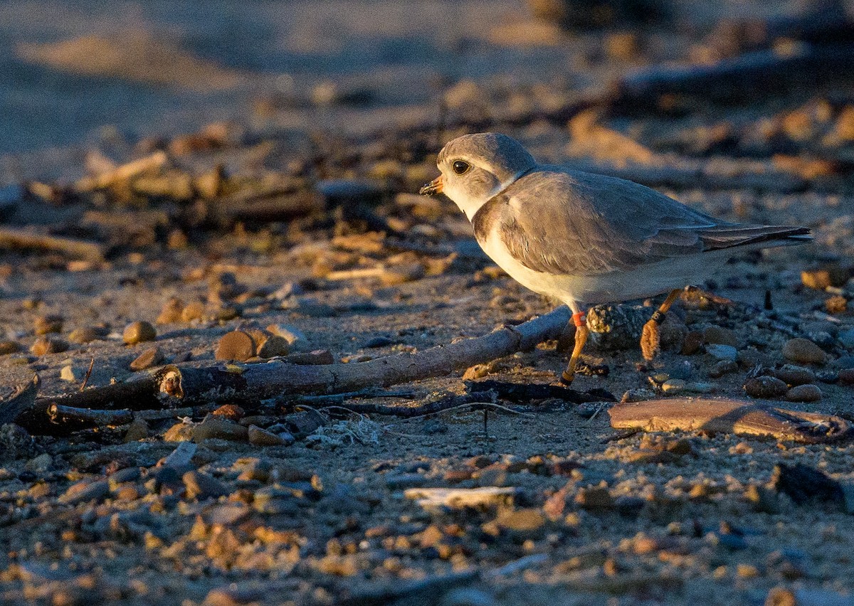 Piping Plover - ML618696157