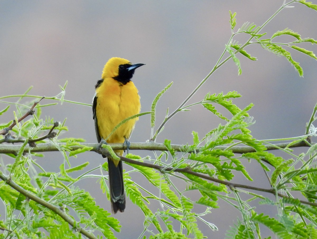 Hooded Oriole - Kimberly Beck