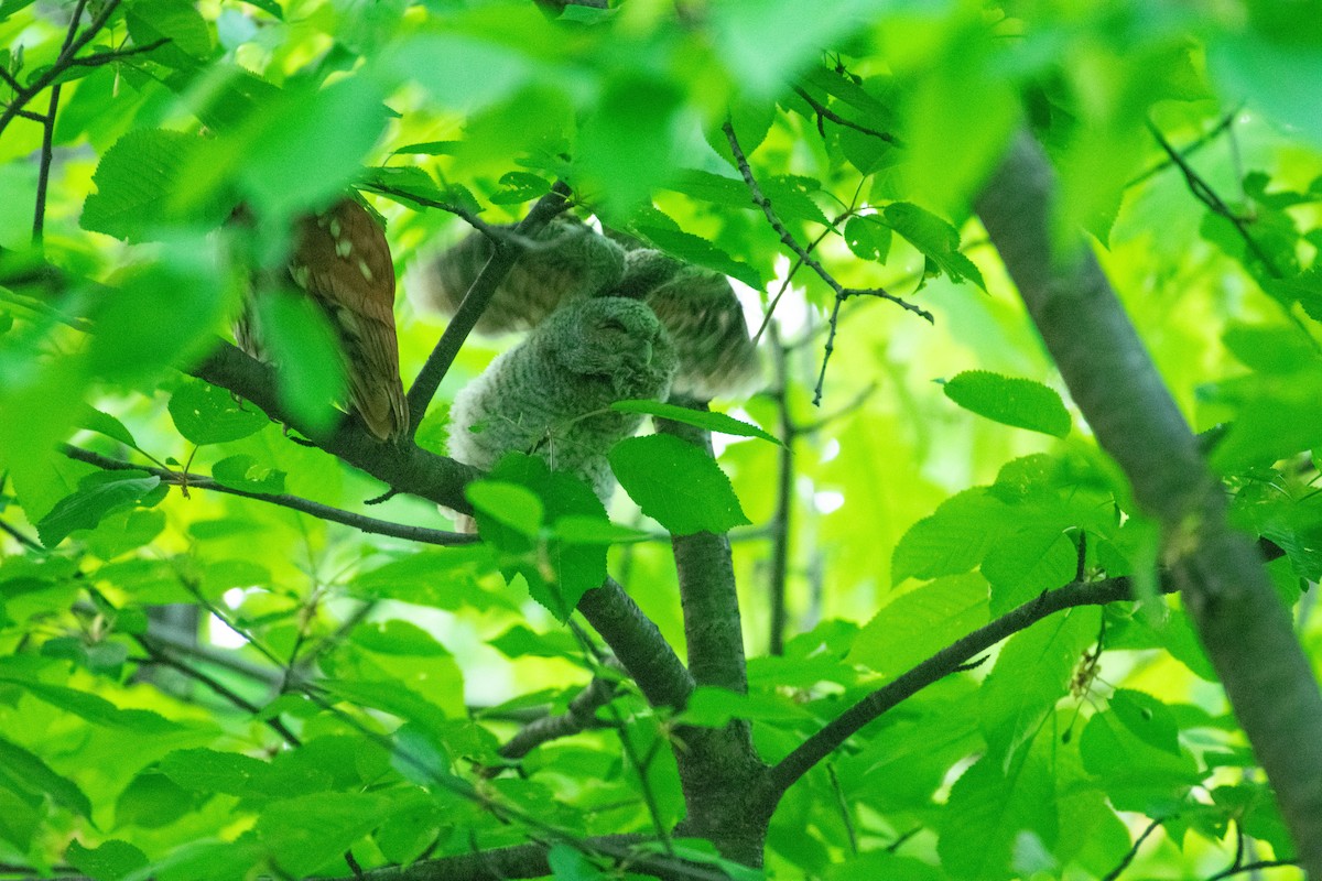 Eastern Screech-Owl - Jimmy Dhillon