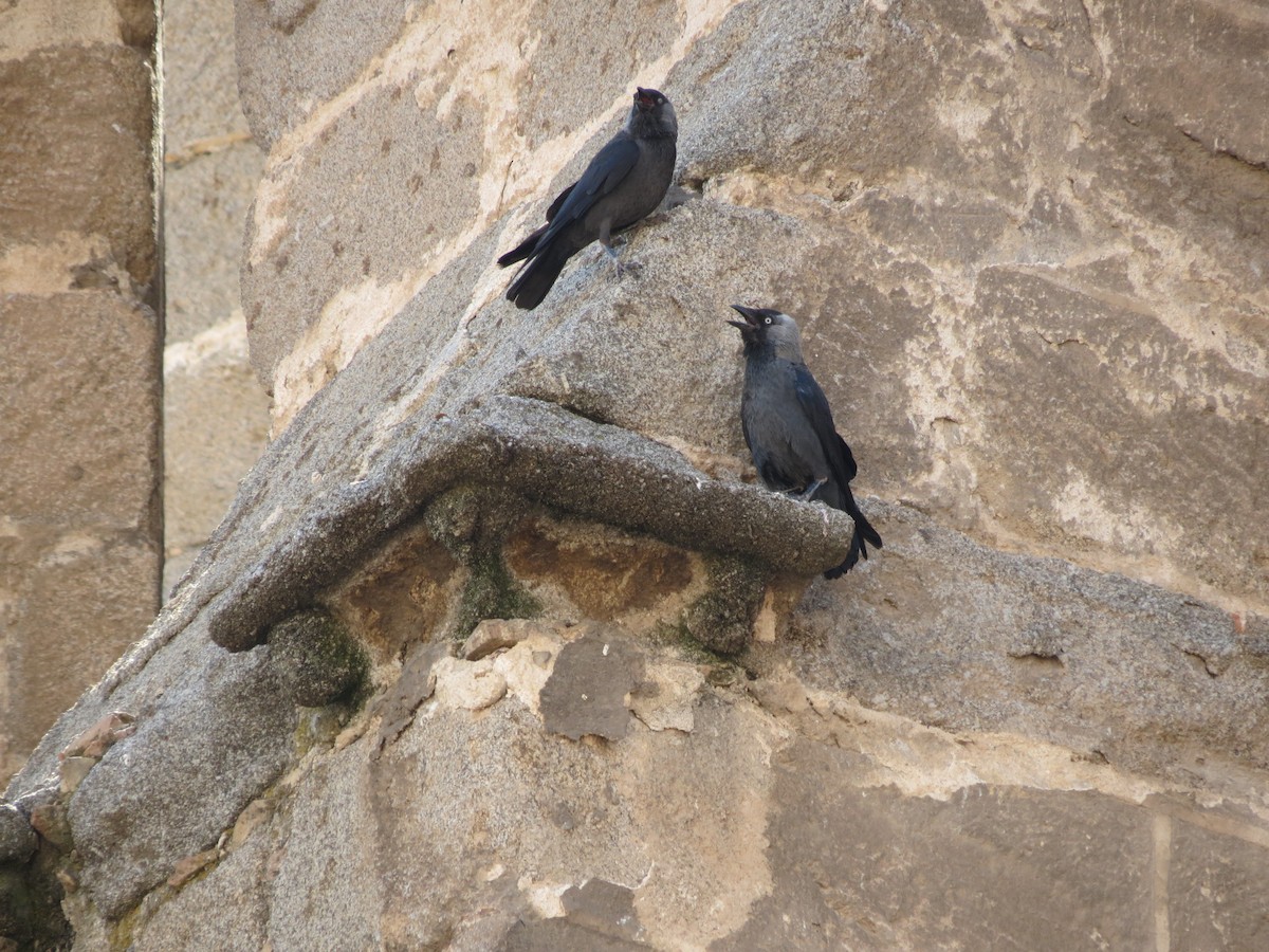 Eurasian Jackdaw - ML618696201