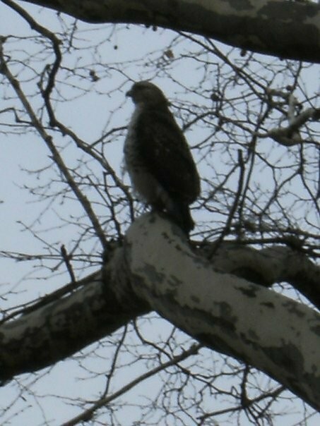 Red-tailed Hawk - ML618696209