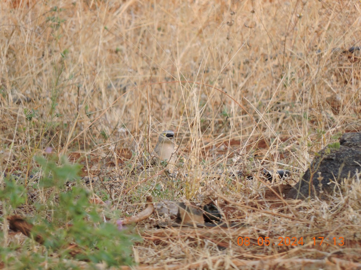 Large Gray Babbler - Suzhal Arivom (Group Account)