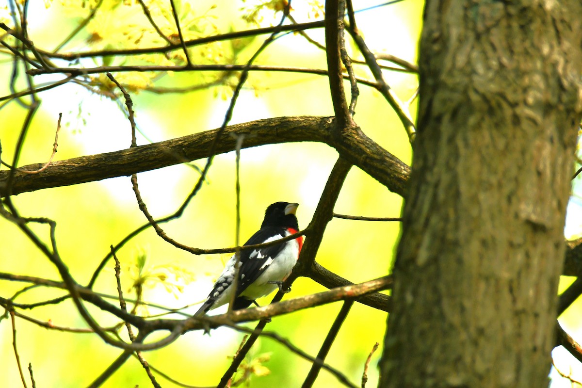 Rose-breasted Grosbeak - ML618696216