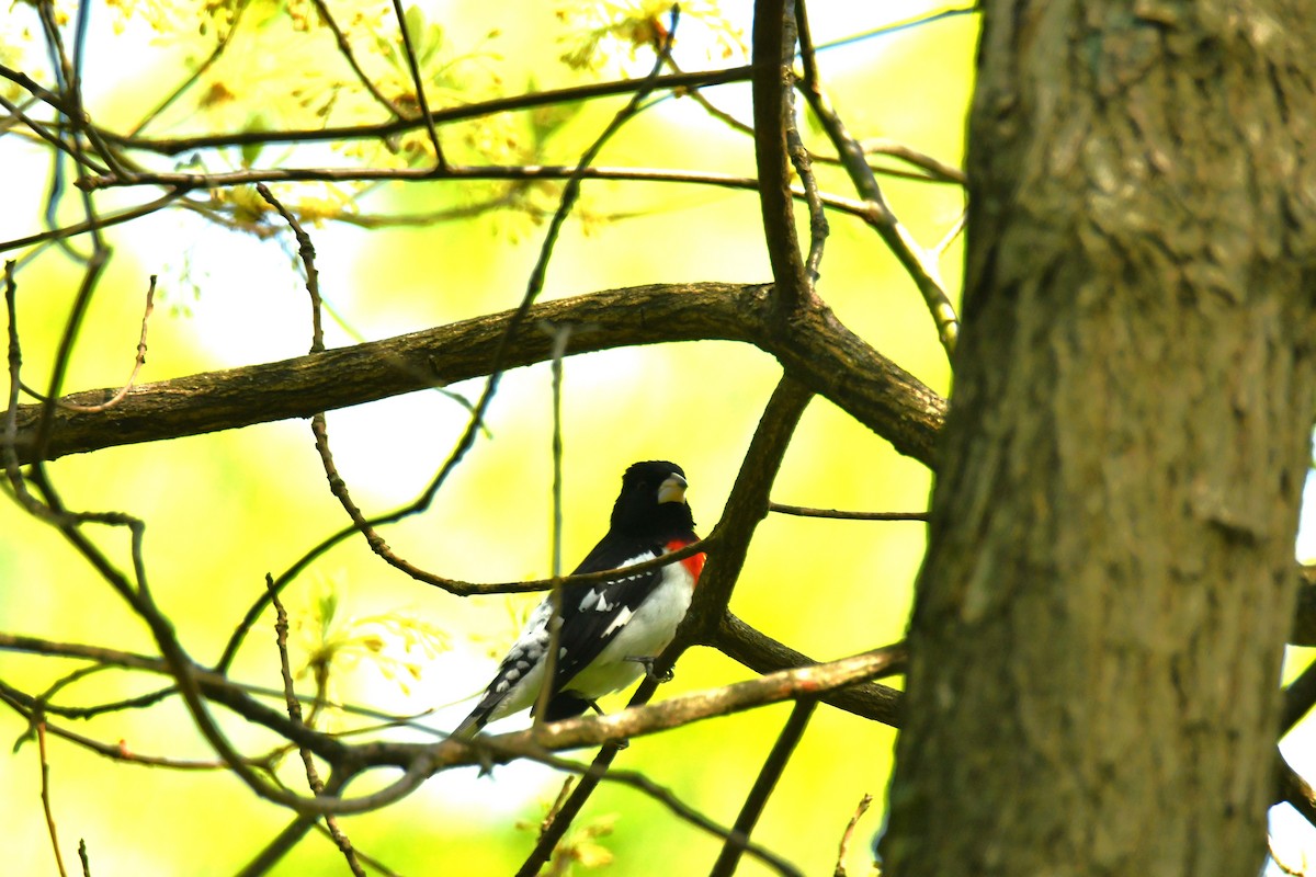 Rose-breasted Grosbeak - ML618696217