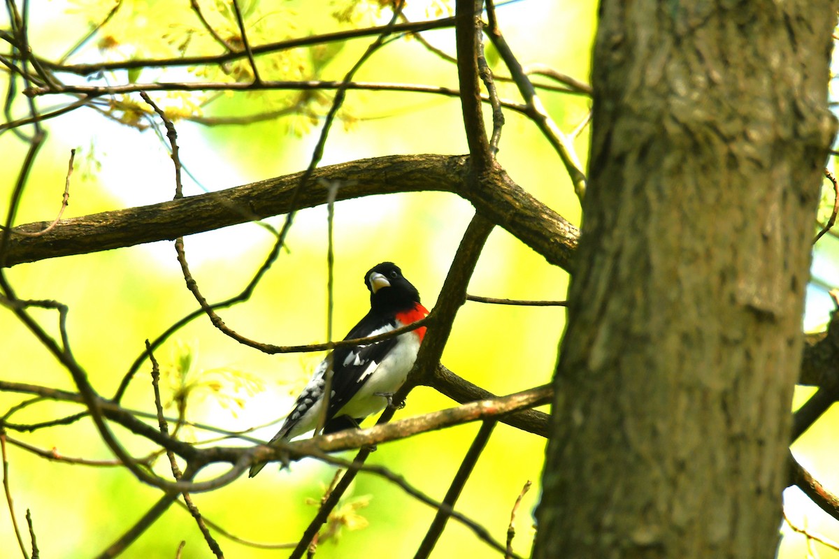 Rose-breasted Grosbeak - ML618696218