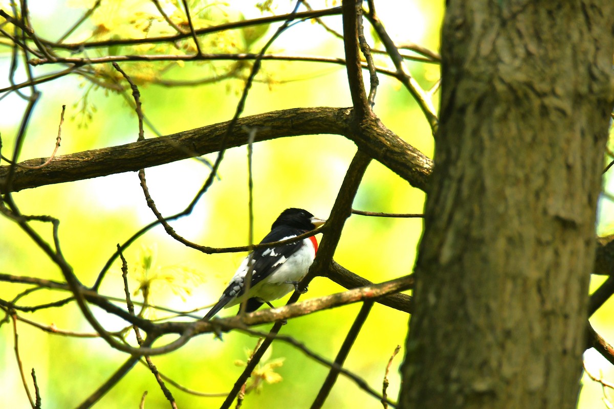 Rose-breasted Grosbeak - ML618696220