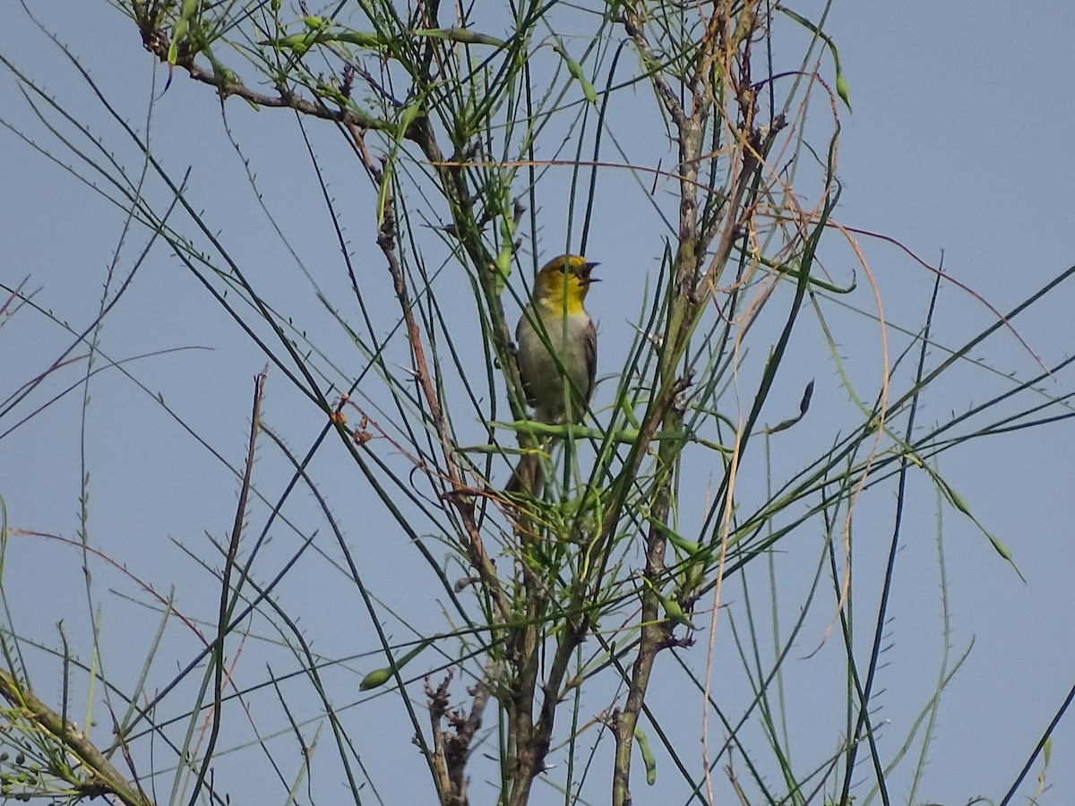 Pájaro Moscón Baloncito - ML618696224