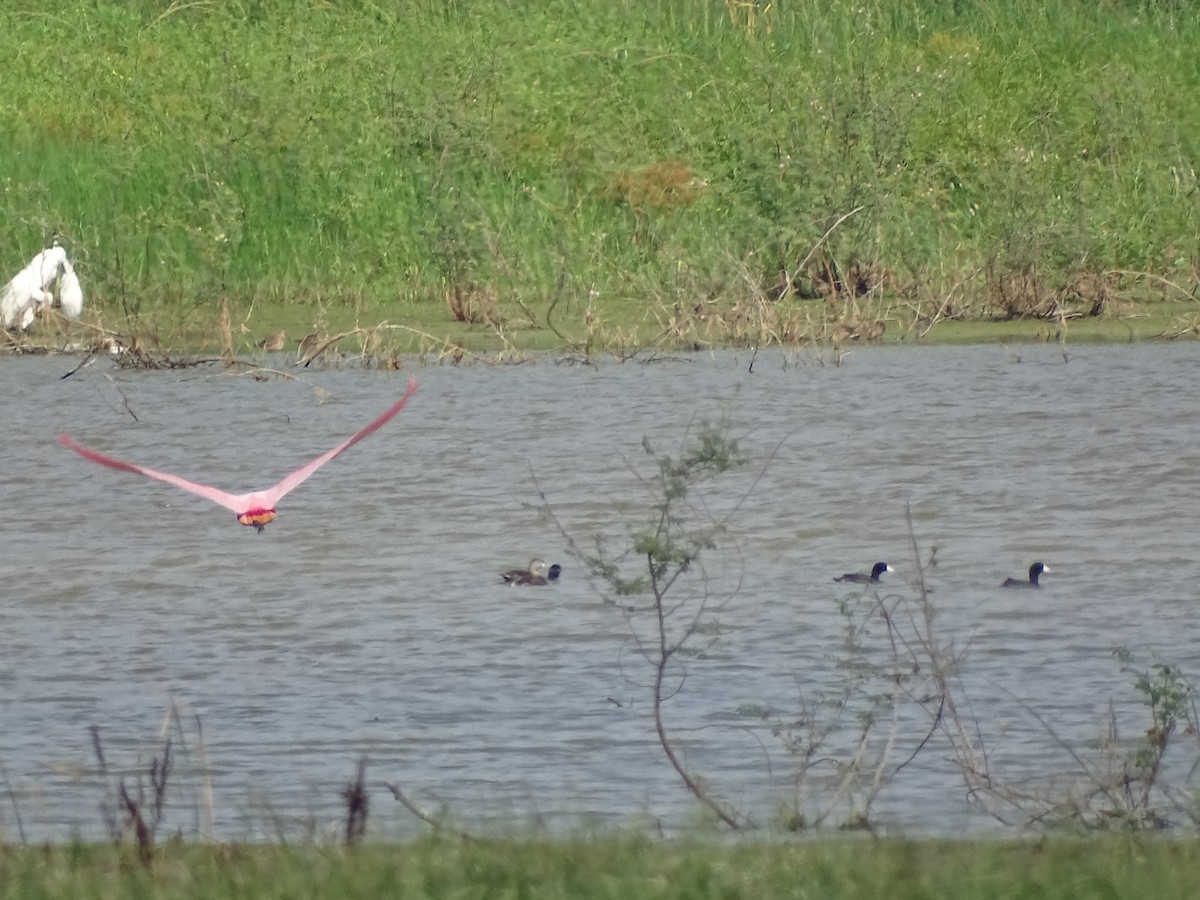 Roseate Spoonbill - ML618696231