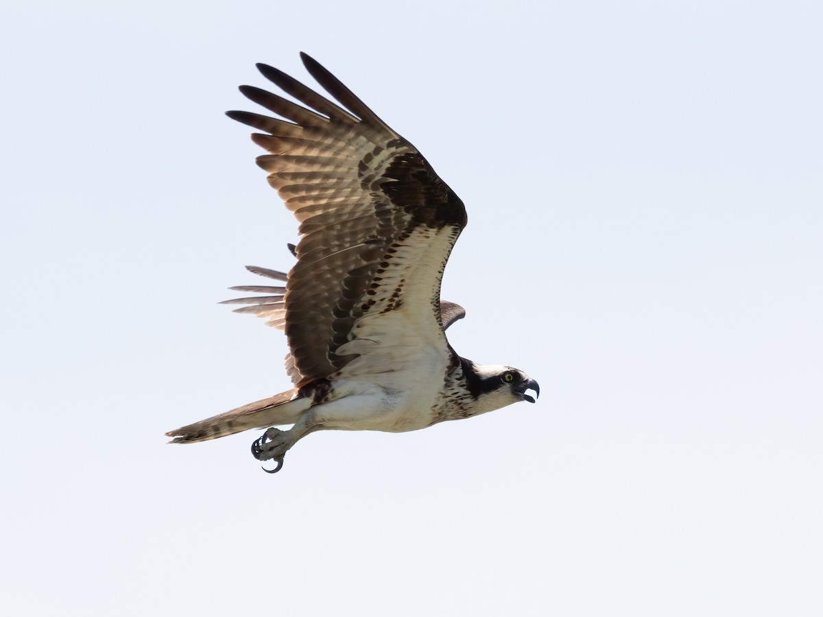 Osprey - Tom Crockett