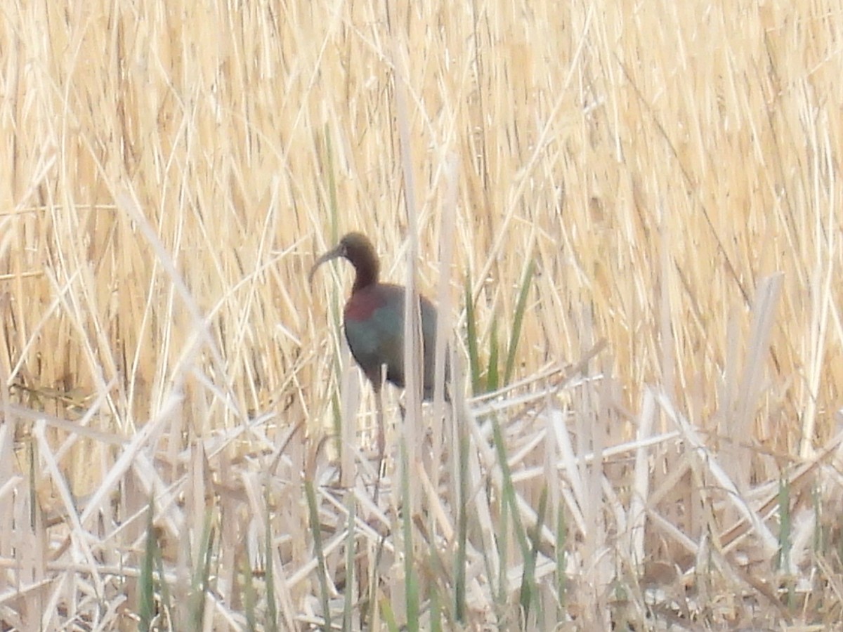 Ibis à face blanche - ML618696278