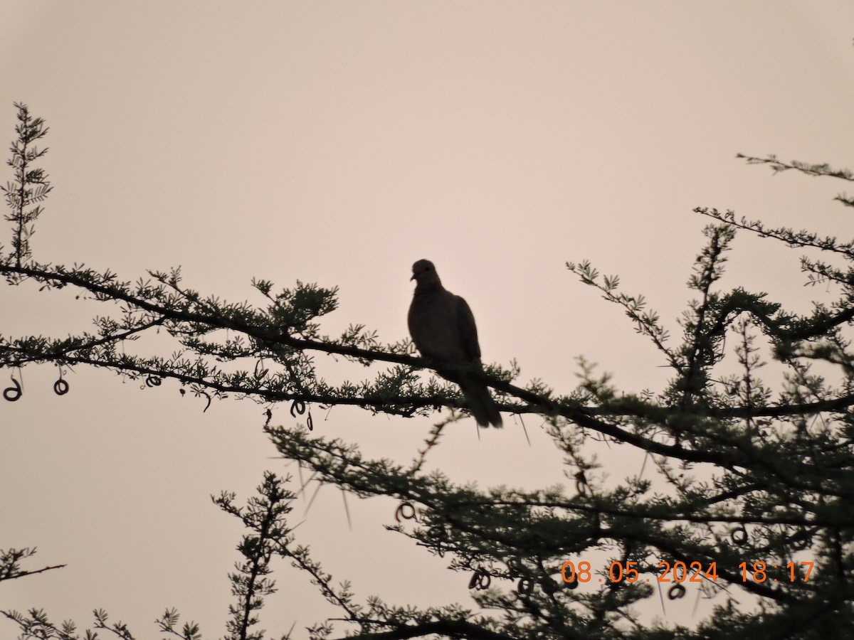 Laughing Dove - ML618696297