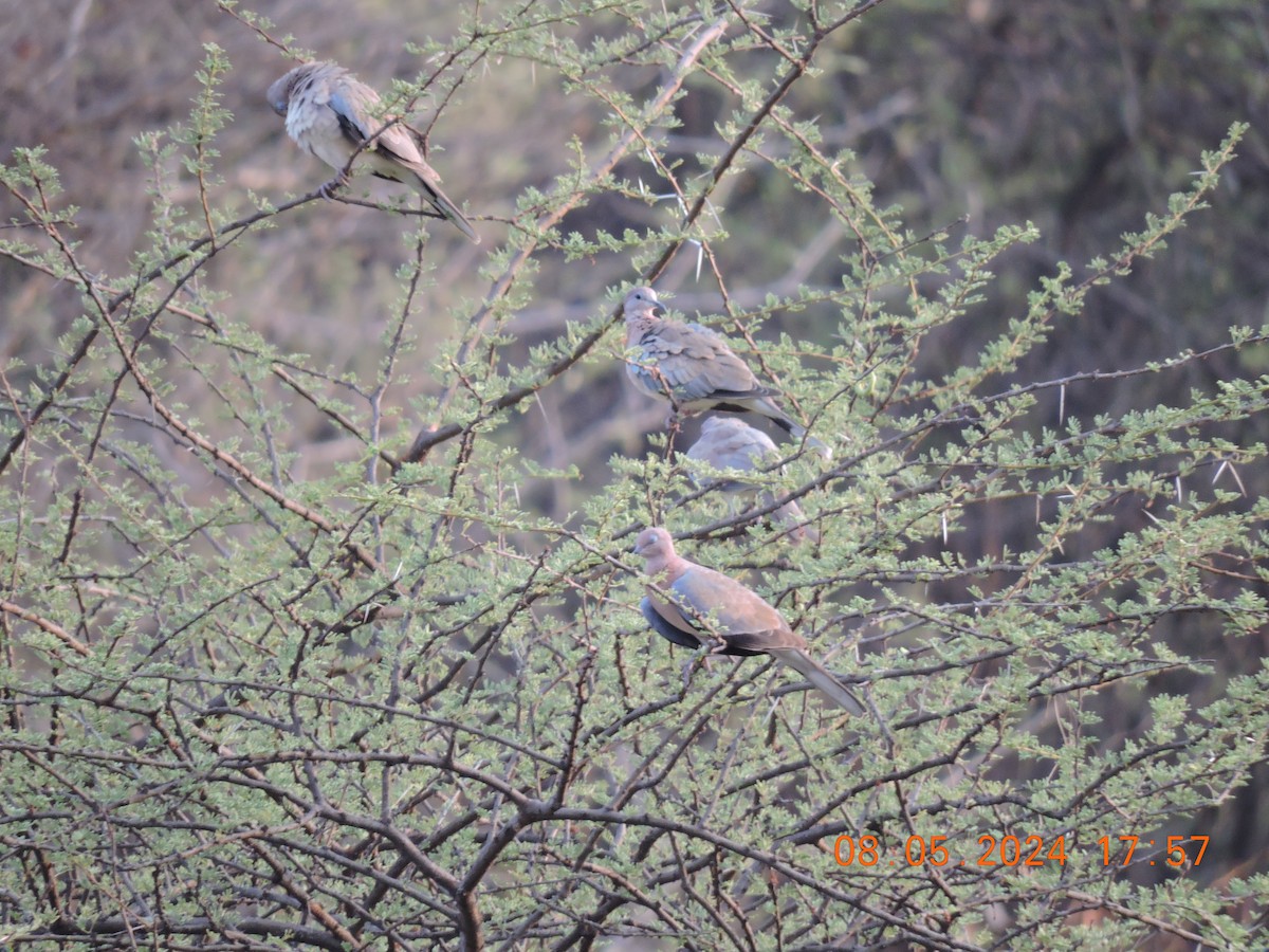 Laughing Dove - ML618696298