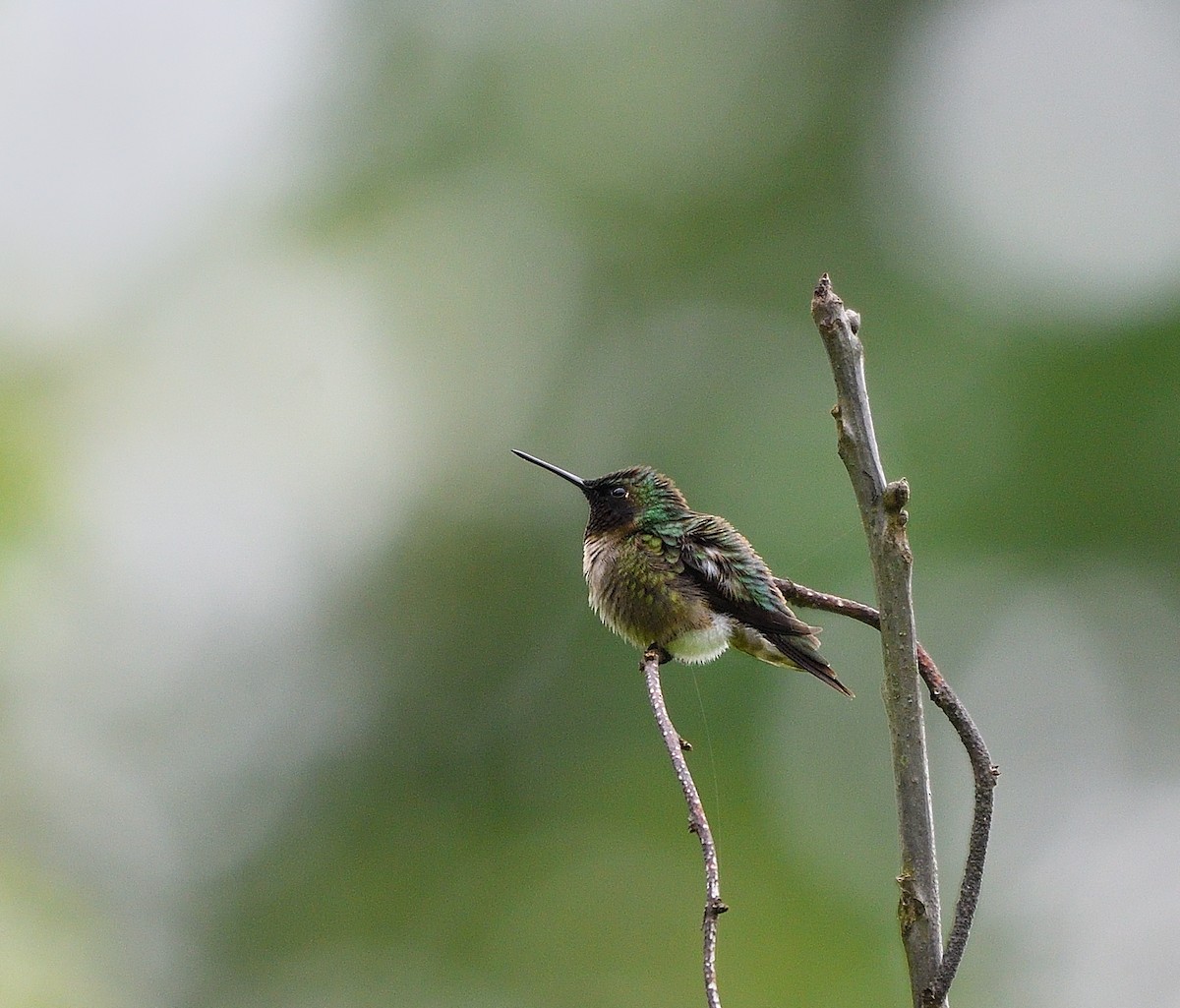 Ruby-throated Hummingbird - ML618696303