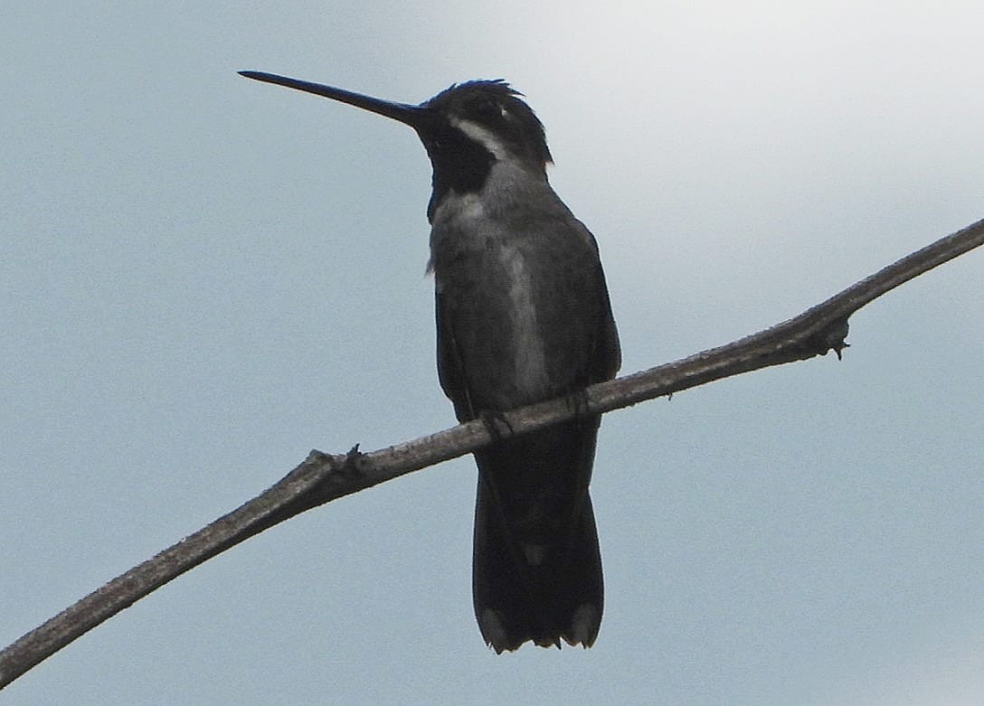 Long-billed Starthroat - My Experience With Nature Birding Tour Guide