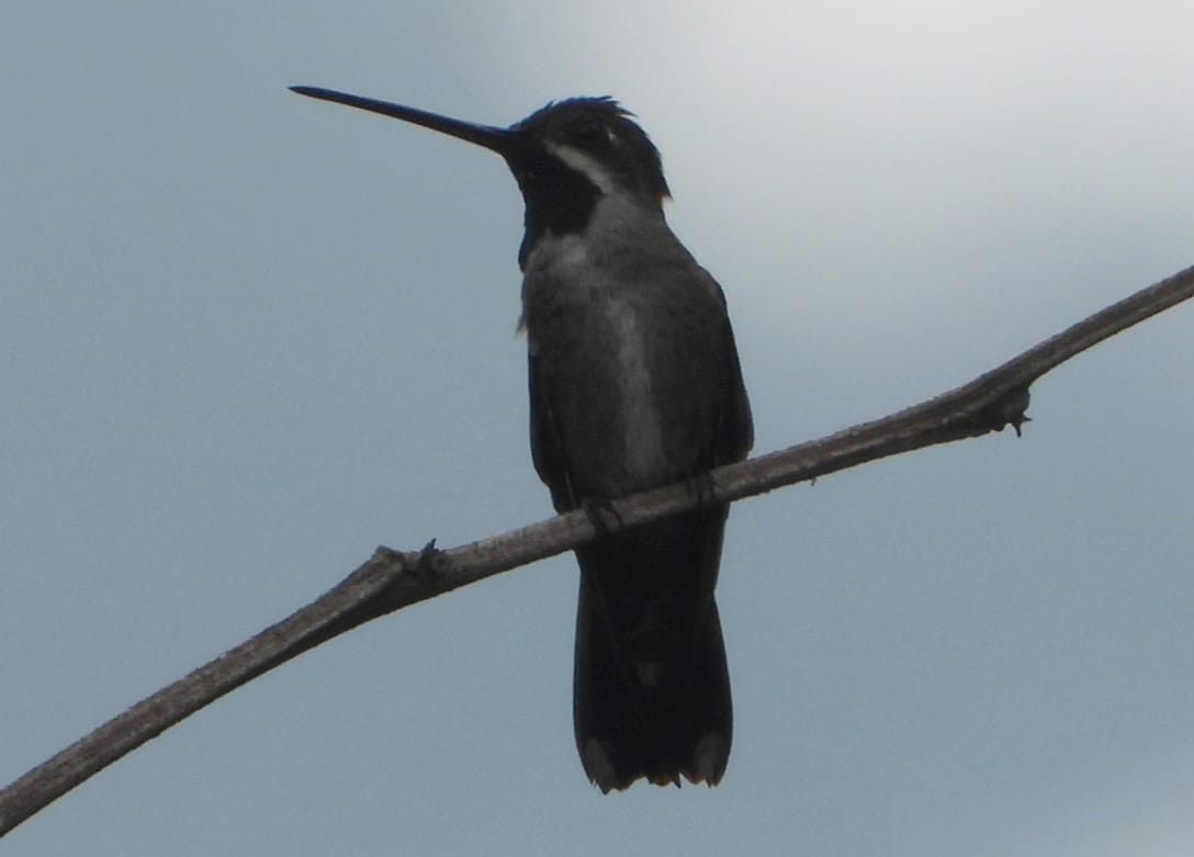 Long-billed Starthroat - My Experience With Nature Birding Tour Guide