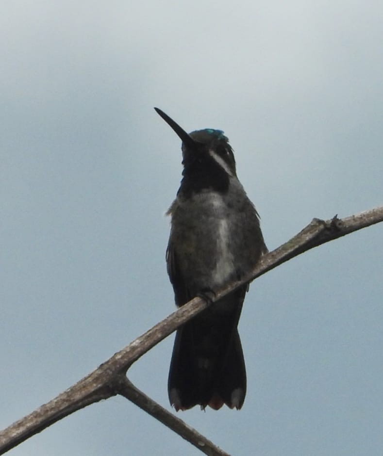 Long-billed Starthroat - ML618696316