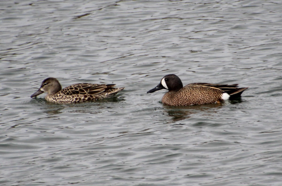 Blue-winged Teal - ML618696318