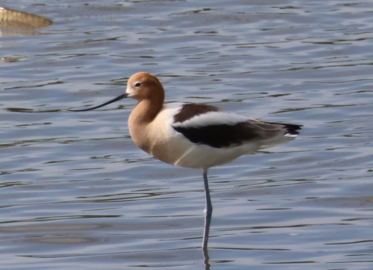 American Avocet - ML618696327