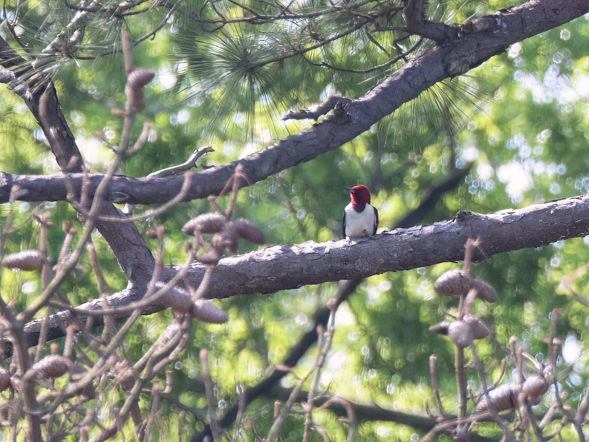 Pic à tête rouge - ML618696338