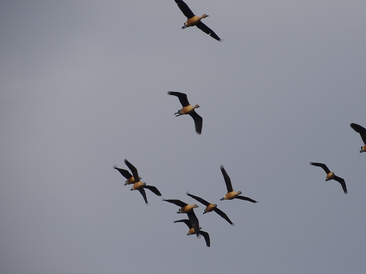 Fulvous Whistling-Duck - Baylor Cashen