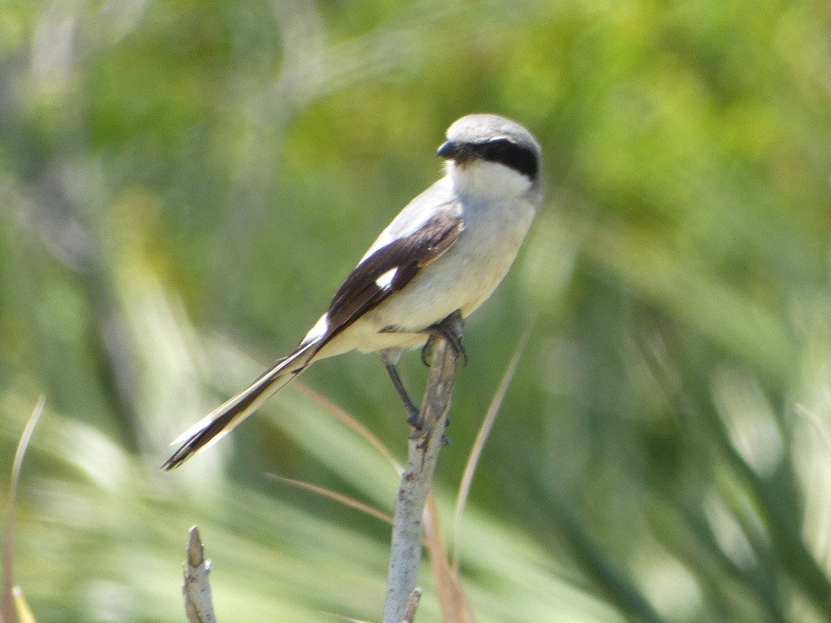 Loggerhead Shrike - ML618696364