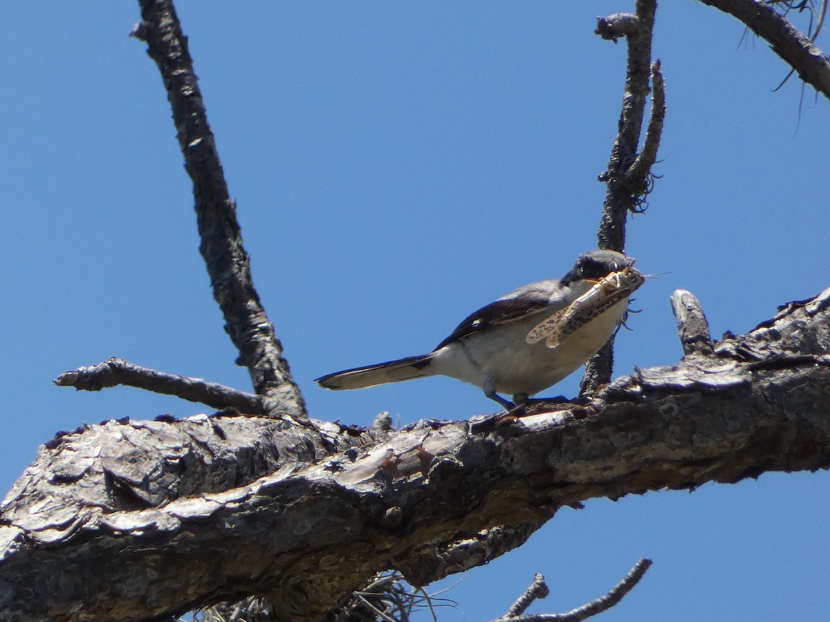 Loggerhead Shrike - ML618696365