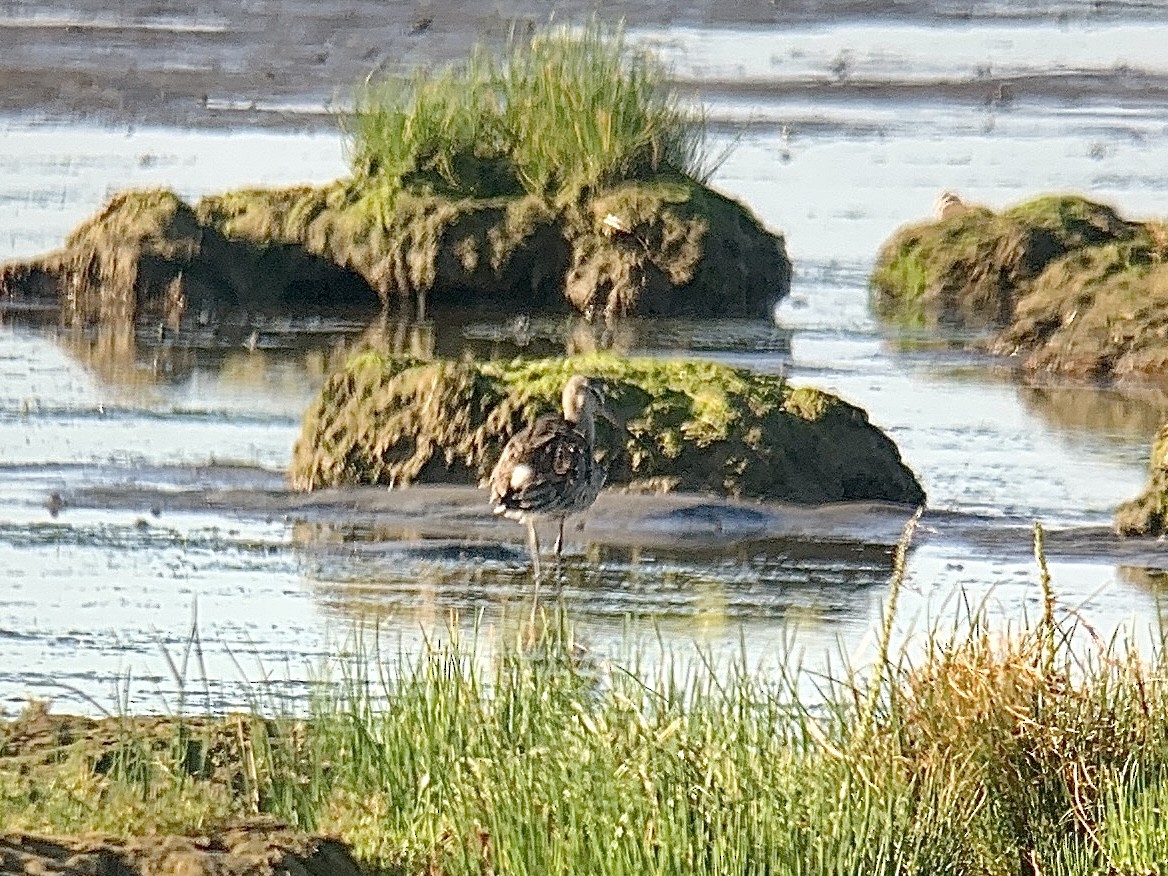 Hudsonian Godwit - ML618696374