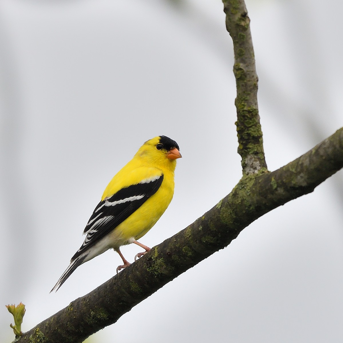 American Goldfinch - Jaime Thomas