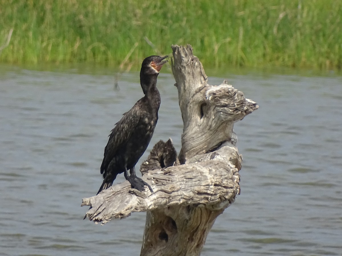 Neotropic Cormorant - ML618696388