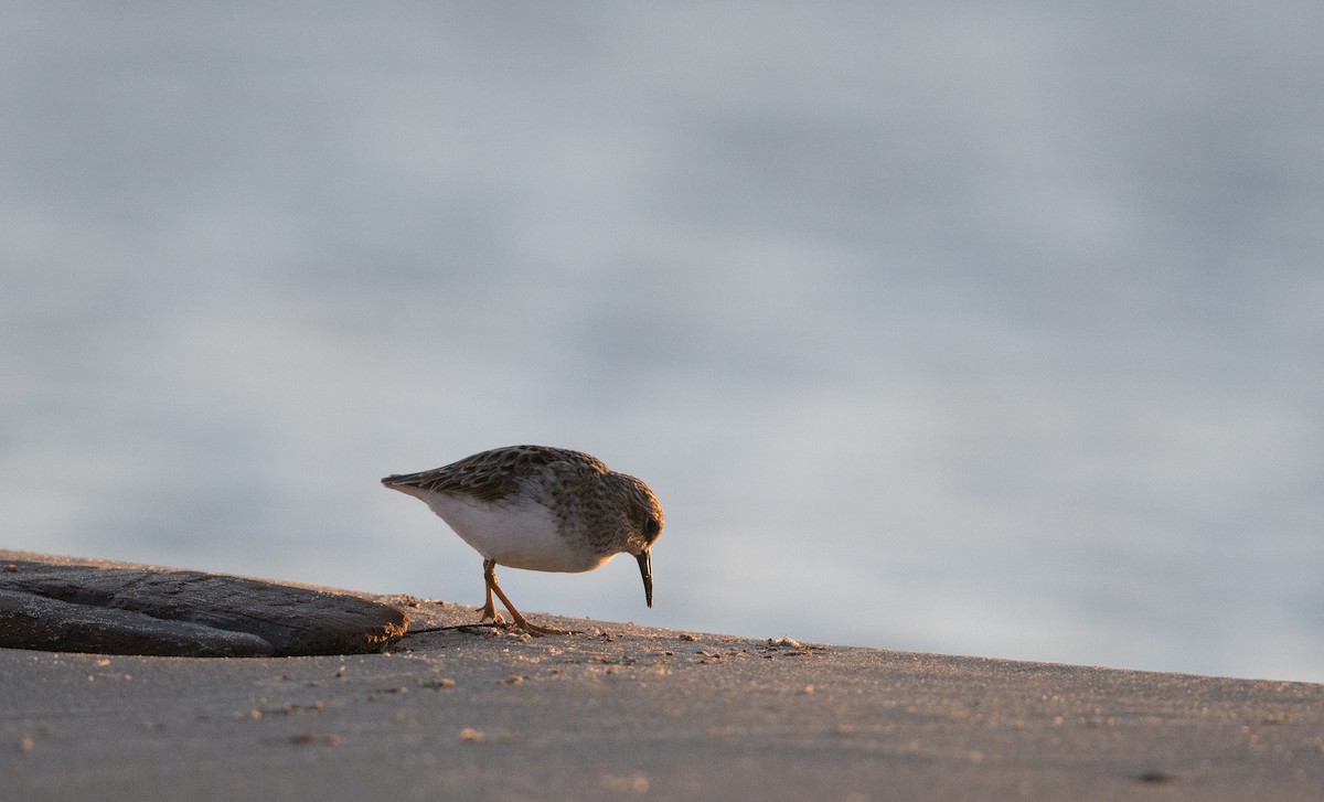 Sanderling - ML618696411