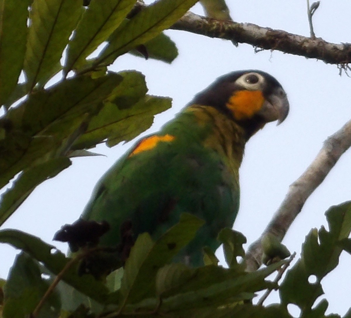 Orange-cheeked Parrot - ML618696468