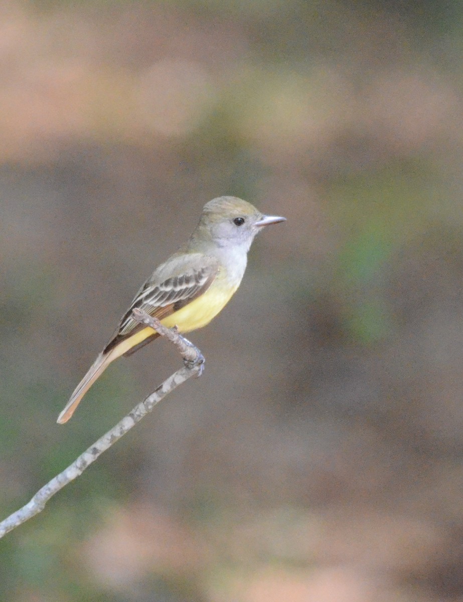 Great Crested Flycatcher - Andrea Freeman
