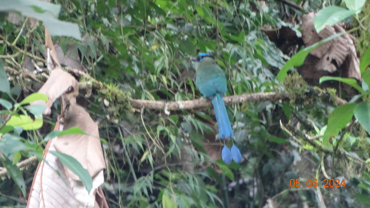 Andean Motmot - ML618696531