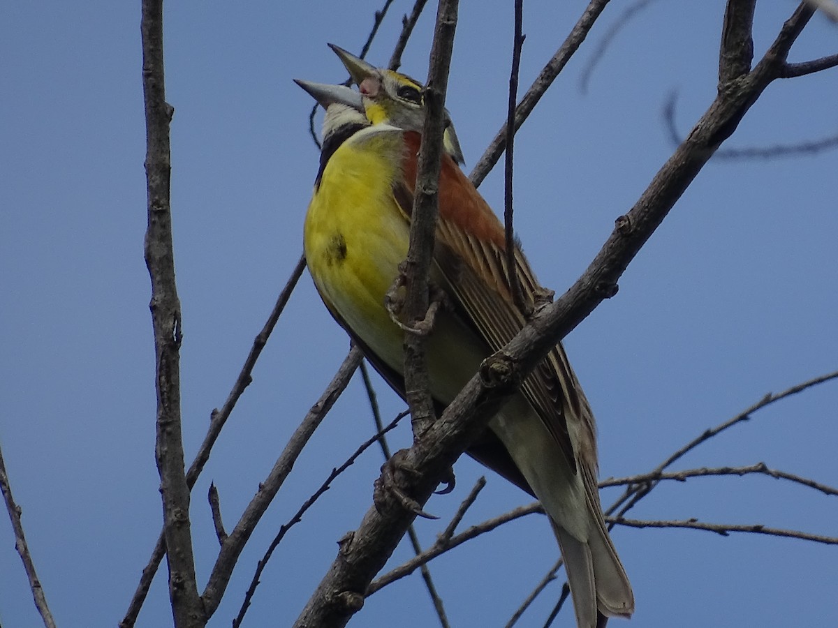 Dickcissel d'Amérique - ML618696581