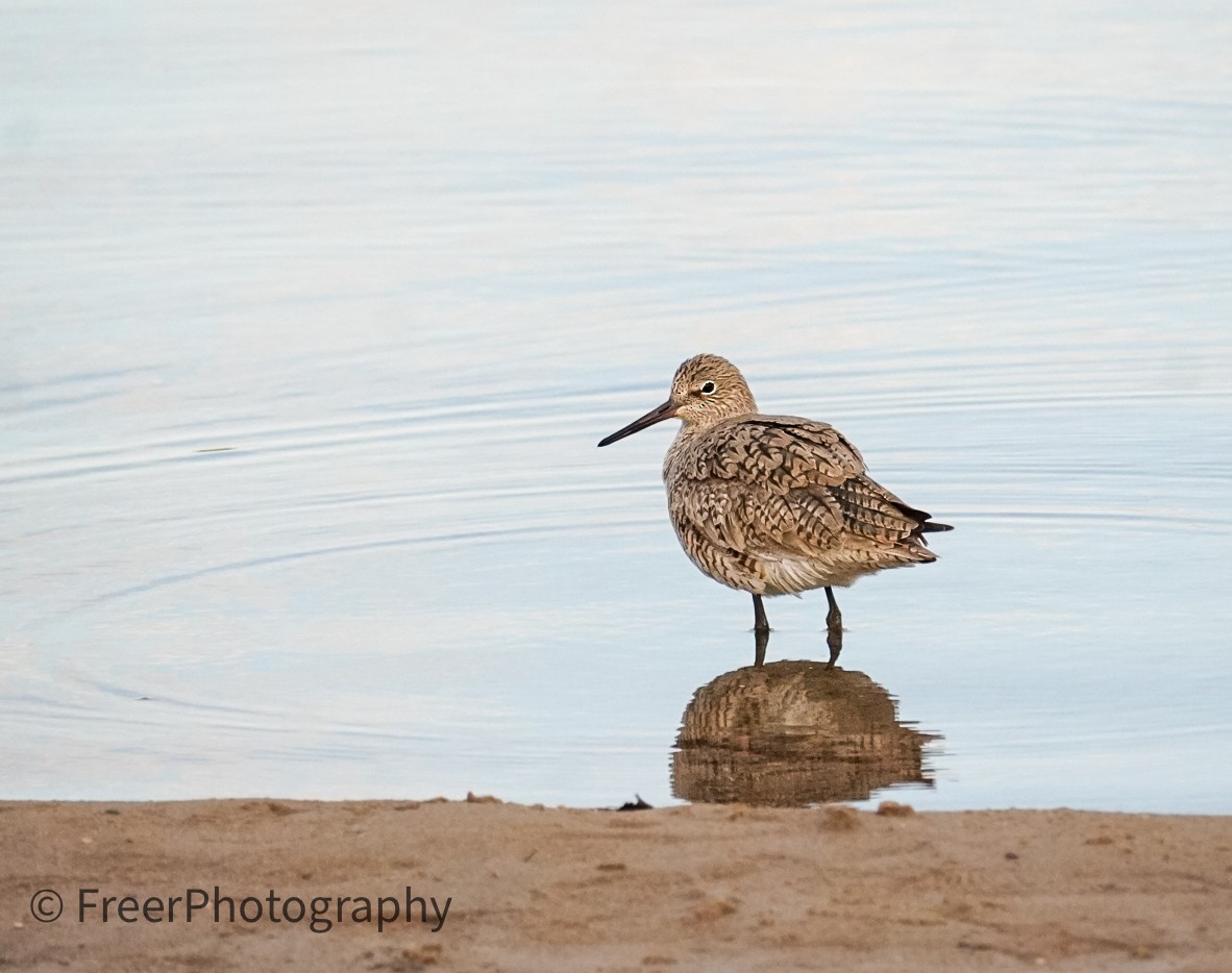 Willet - ML618696598