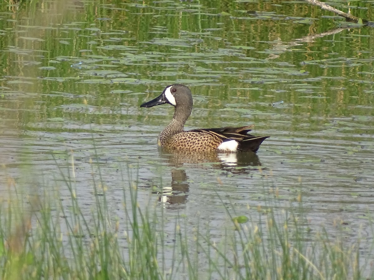 Blue-winged Teal - ML618696603