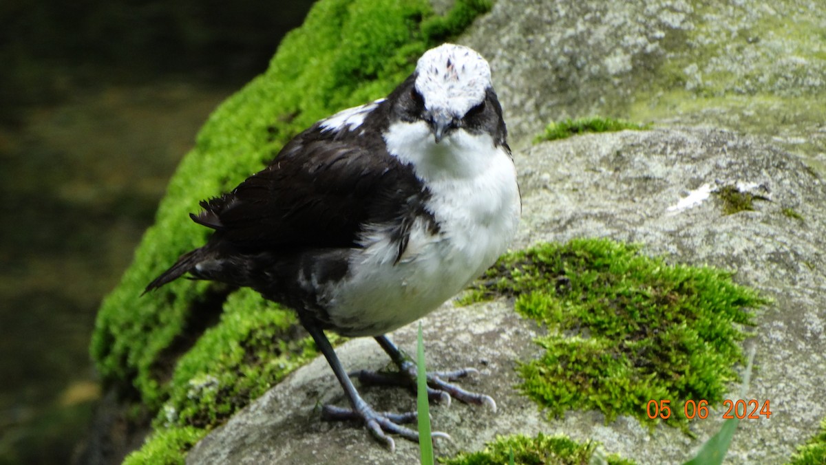 White-capped Dipper - ML618696611