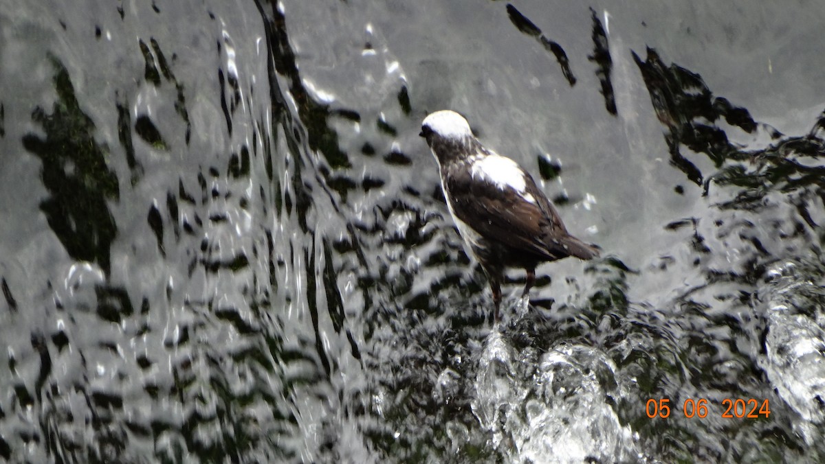 White-capped Dipper - ML618696612