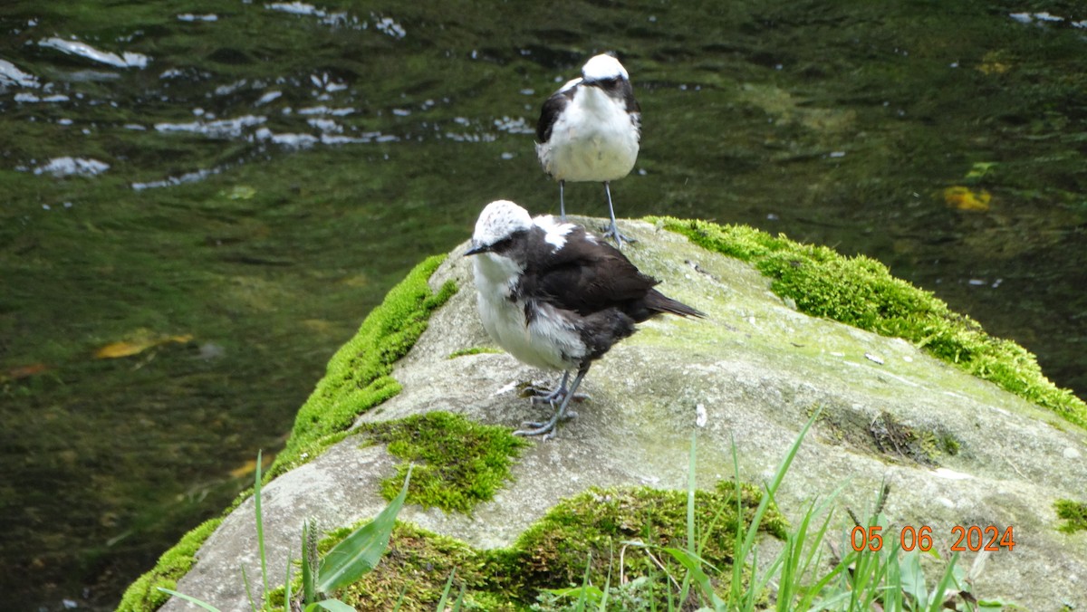 White-capped Dipper - ML618696613