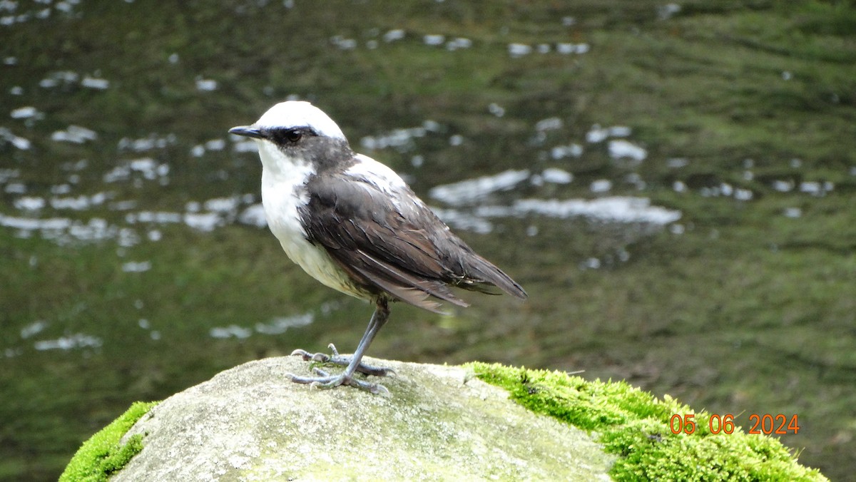 White-capped Dipper - ML618696614