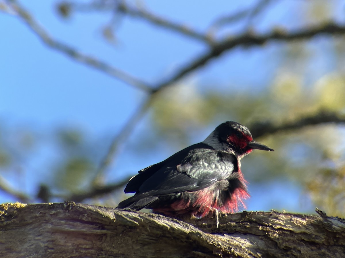 Lewis's Woodpecker - ML618696642