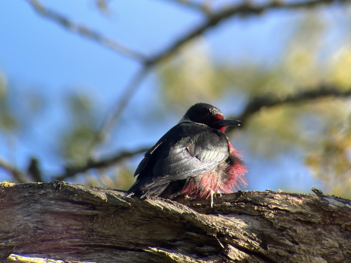 Lewis's Woodpecker - ML618696643