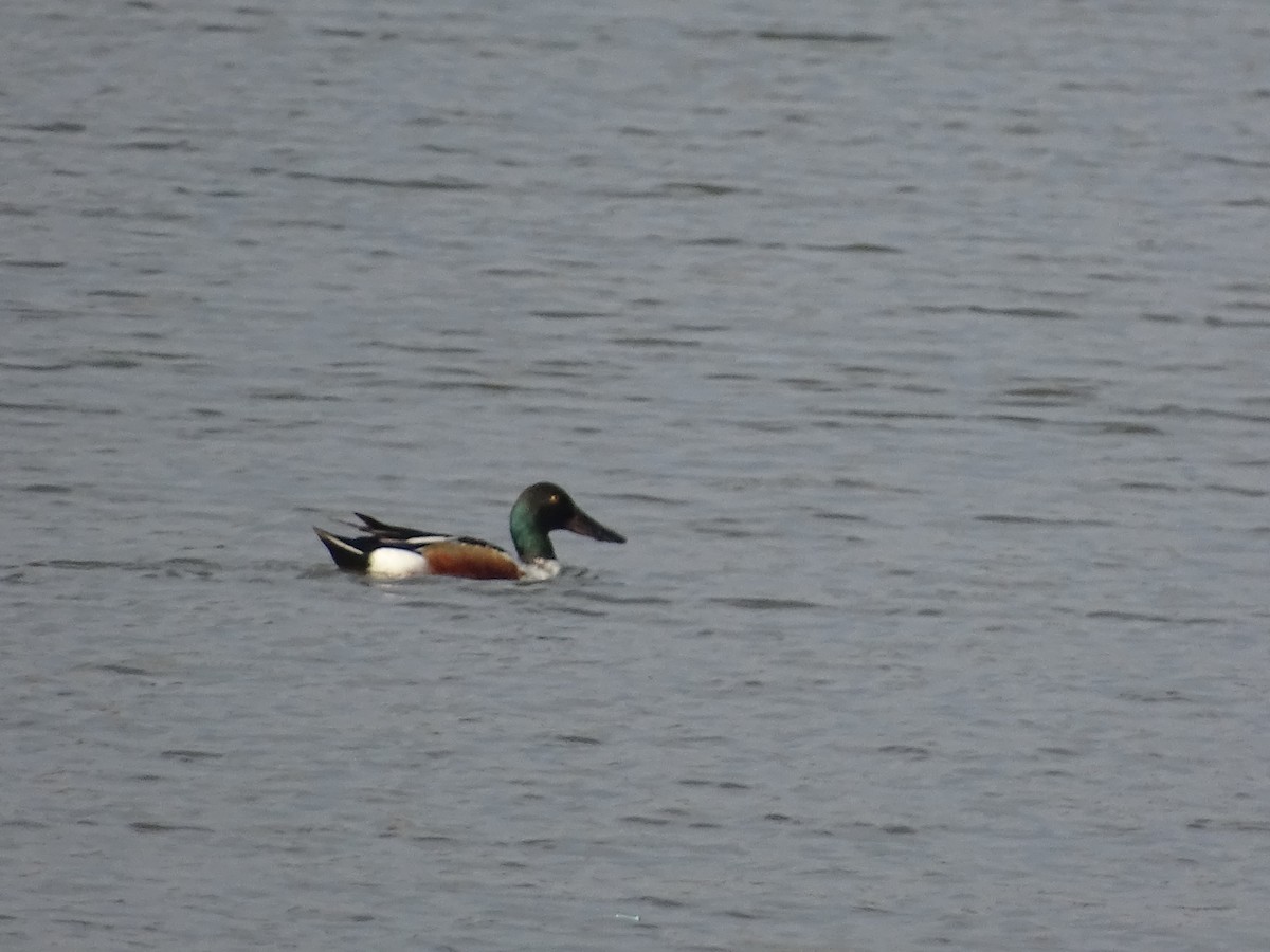 Northern Shoveler - ML618696668