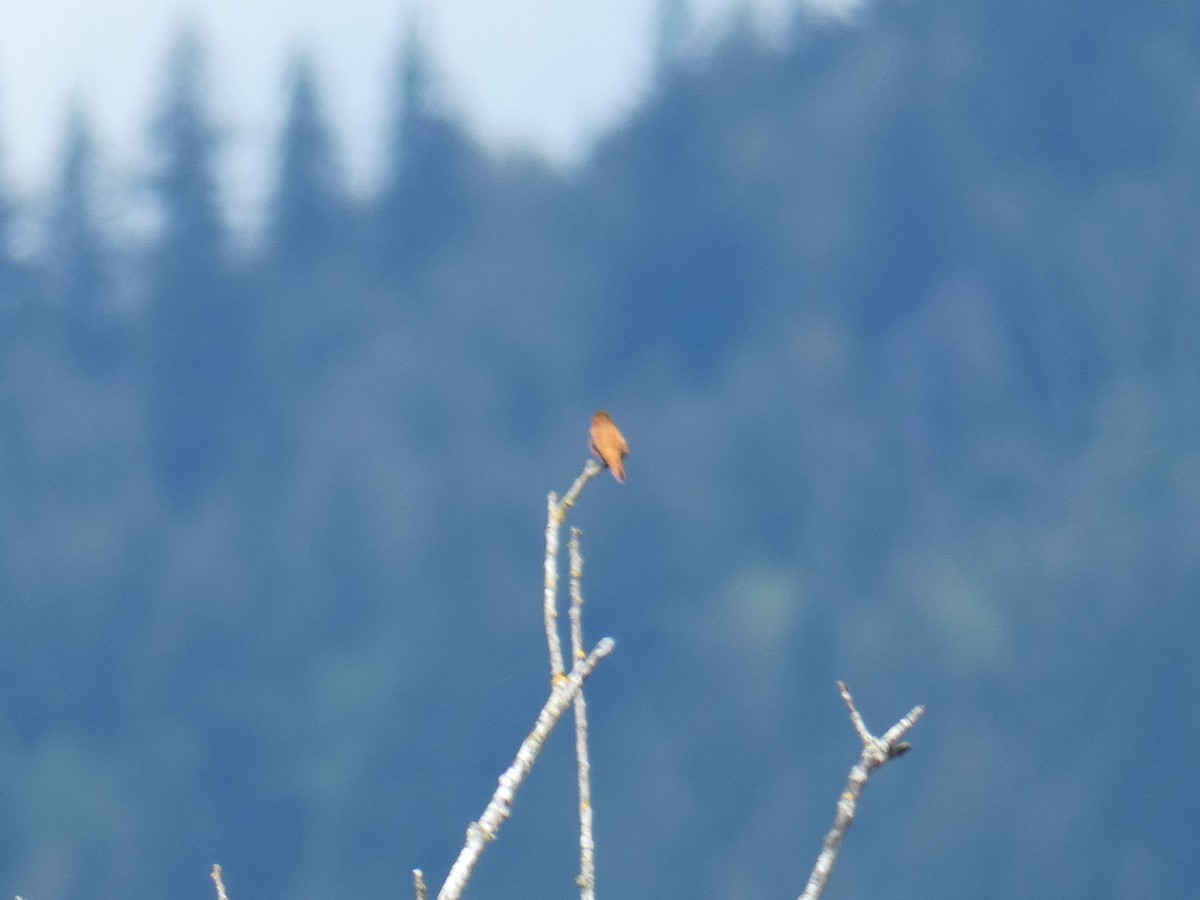 Rufous Hummingbird - ML618696671
