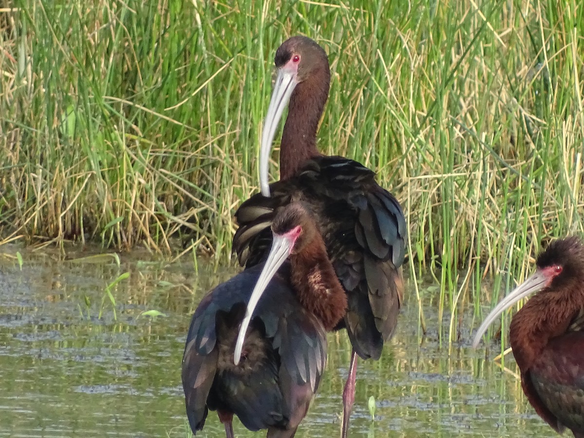 ibis americký - ML618696682