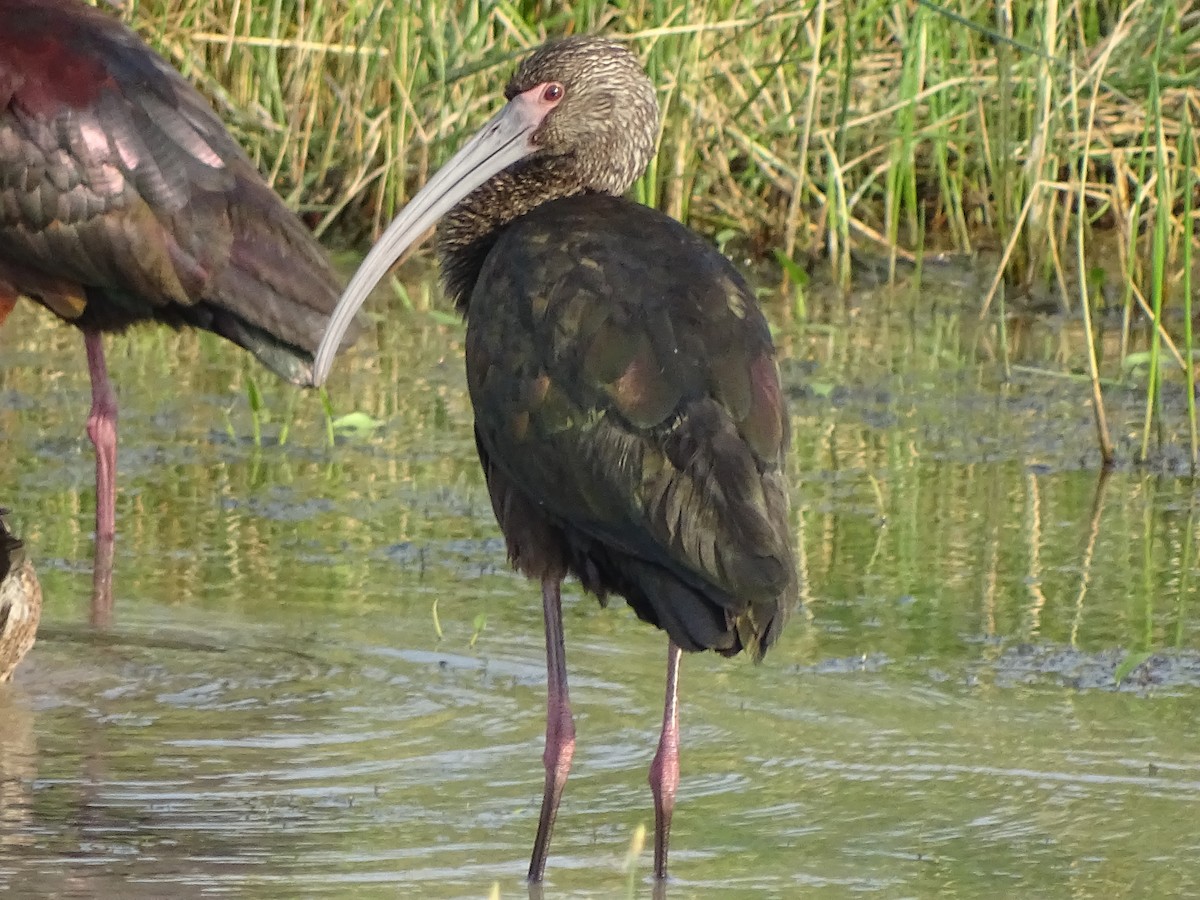 Ibis à face blanche - ML618696688