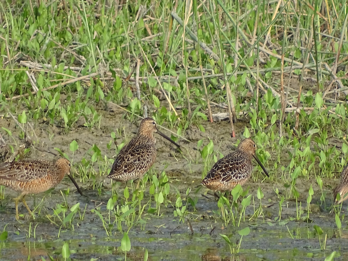 Short-billed/Long-billed Dowitcher - Baylor Cashen