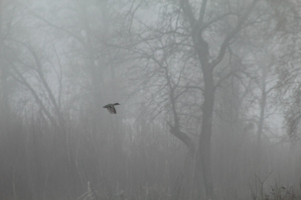 Green-winged Teal - ML618696720