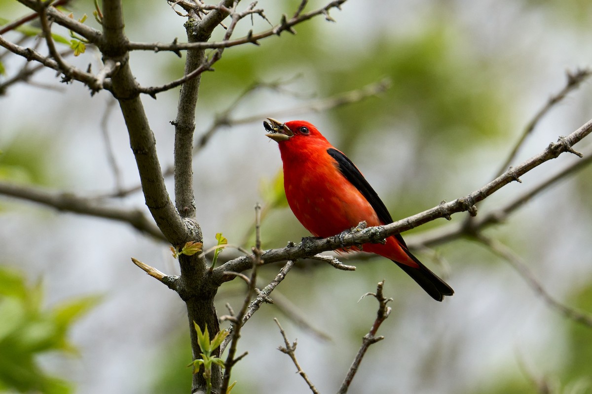 Scarlet Tanager - ML618696730