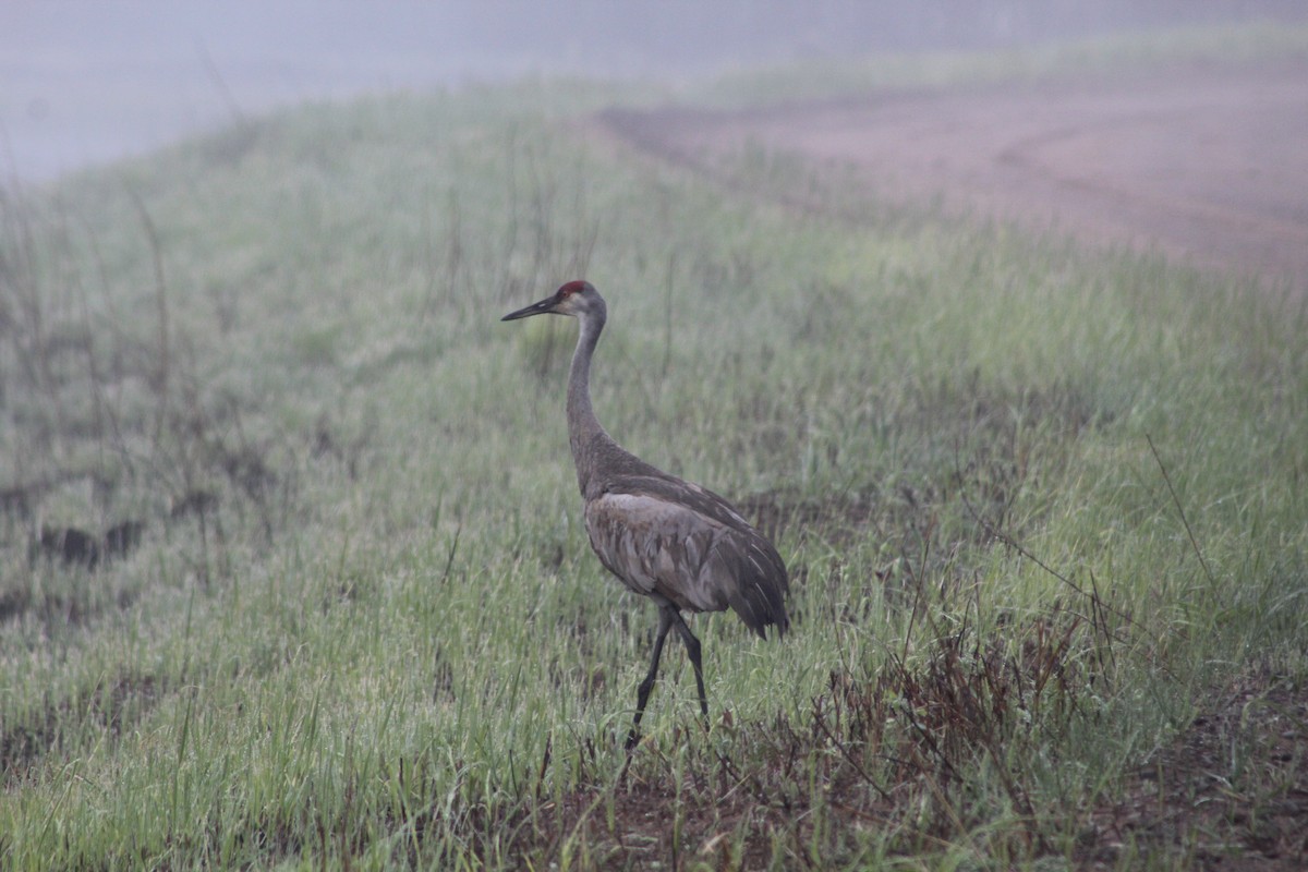 Sandhill Crane - S Vendela